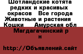 Шотландские котята редких и красивых  окрасов - Все города Животные и растения » Кошки   . Амурская обл.,Магдагачинский р-н